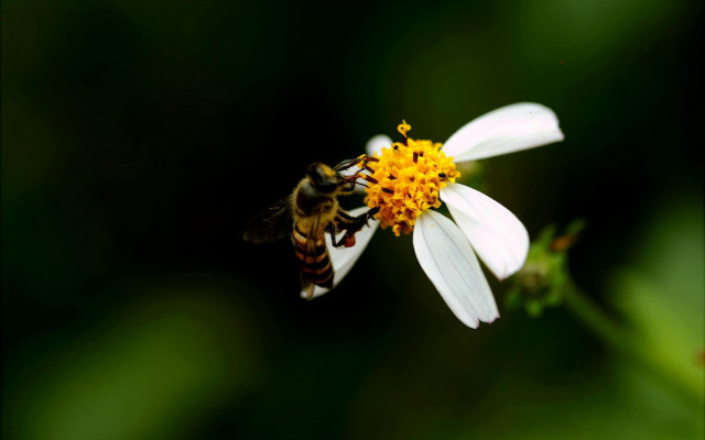 GHO_monofloral honeys health